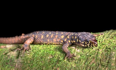 Yellow Spotted Lizard Facts .